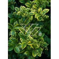 Ligustr okrągłolistny 'Aureum' Ligustrum ovalifolium