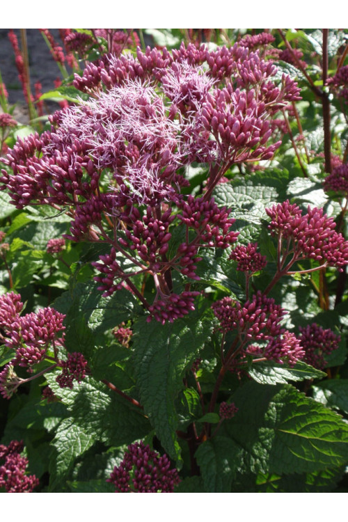 Sadziec plamisty 'Red Dwarf' | Eupatorium maculatum