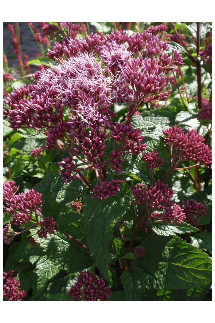 Sadziec plamisty 'Red Dwarf' | Eupatorium maculatum