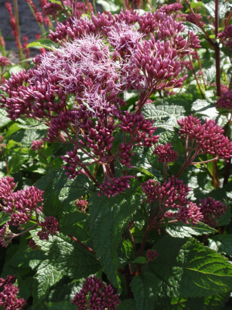 Sadziec plamisty 'Red Dwarf' | Eupatorium maculatum