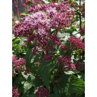 Sadziec plamisty 'Red Dwarf' | Eupatorium maculatum