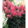 tawułka, tawułka arendsa, tawułka czerwona, tawułka red sentinel, astilbe