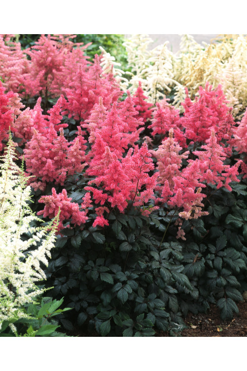 tawułka, tawułka arendsa, tawułka czerwona, tawułka red sentinel, astilbe