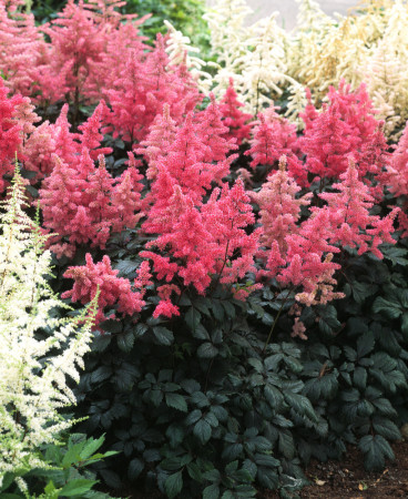 tawułka, tawułka arendsa, tawułka czerwona, tawułka red sentinel, astilbe