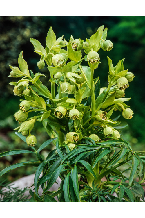Ciemiernik palmowy (cuchnący) | Helleborus foetidus
