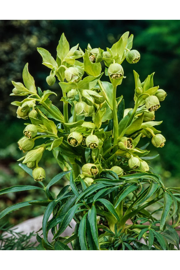 Ciemiernik palmowy (cuchnący) | Helleborus foetidus