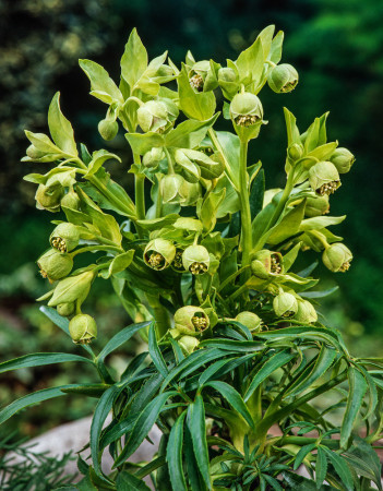Ciemiernik palmowy (cuchnący) | Helleborus foetidus