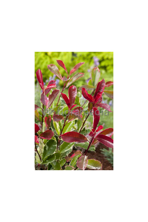 Głogownik 'Pink Marble' Photinia fraseri