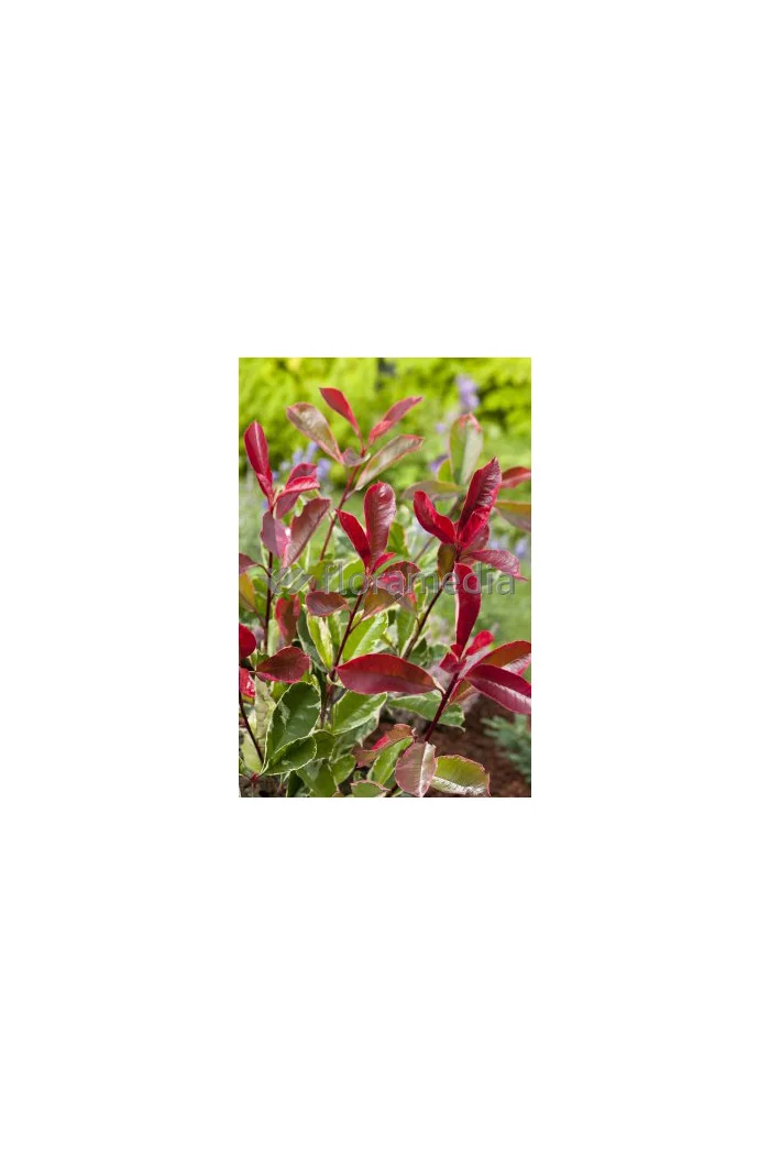 Głogownik 'Pink Marble' Photinia fraseri