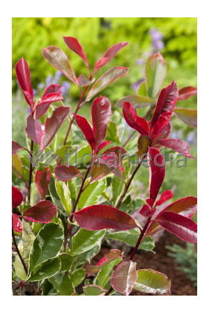 Głogownik 'Pink Marble' Photinia fraseri