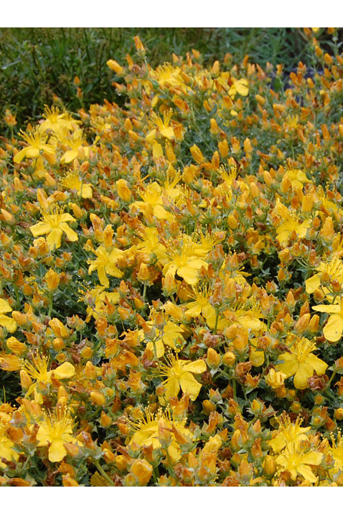 Dziurawiec wielolistny 'Grandiflorum, Hypericum polyphyllum