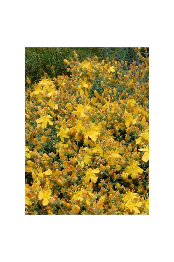 Dziurawiec wielolistny 'Grandiflorum, Hypericum polyphyllum