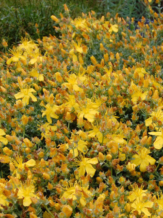 Dziurawiec wielolistny 'Grandiflorum, Hypericum polyphyllum