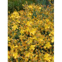 Dziurawiec wielolistny 'Grandiflorum, Hypericum polyphyllum