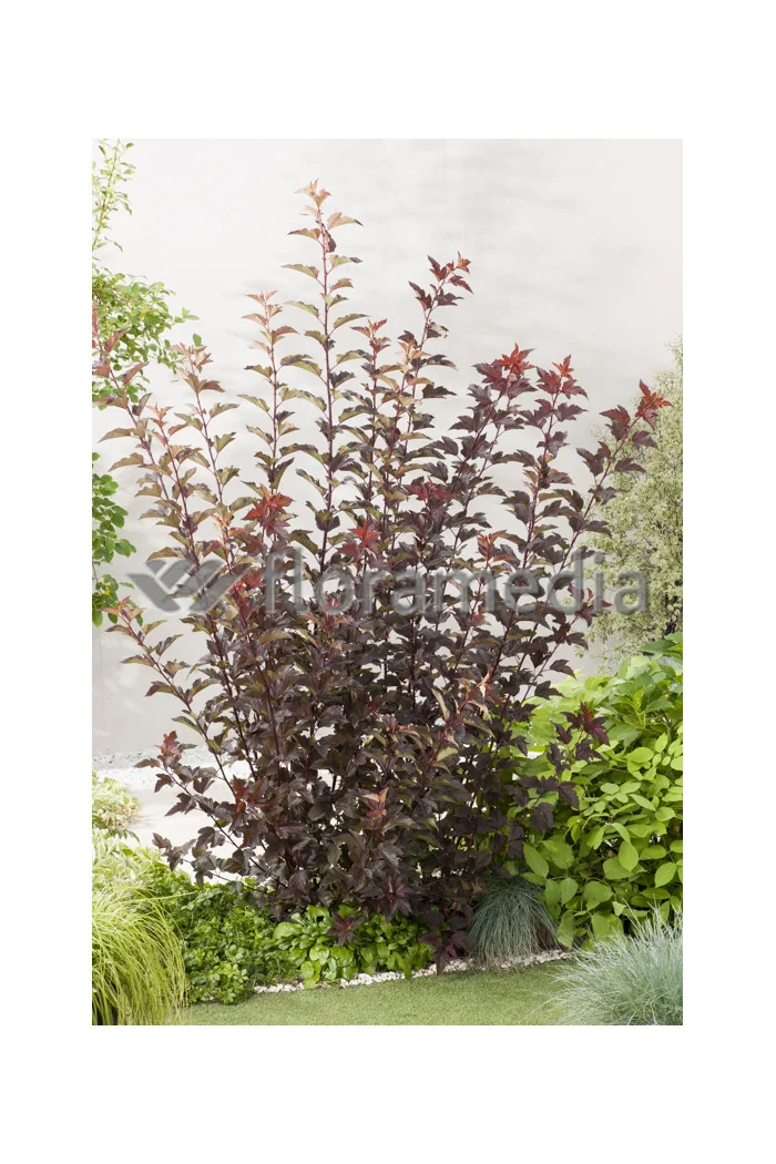 Pęcherznica kalinolistna 'Diable d'Or' | Physocarpus opulifolius