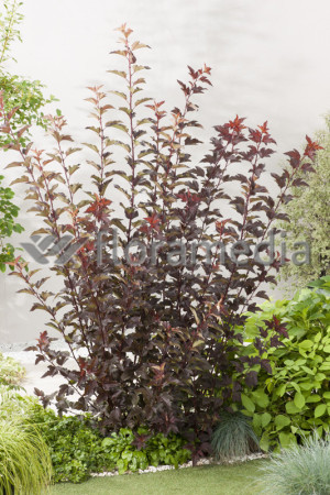 Pęcherznica kalinolistna 'Diable d'Or' | Physocarpus opulifolius