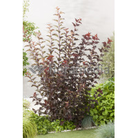 Pęcherznica kalinolistna 'Diable d'Or' | Physocarpus opulifolius