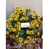 Rudbekia 'Forever Gold' Rudbeckia fulgida