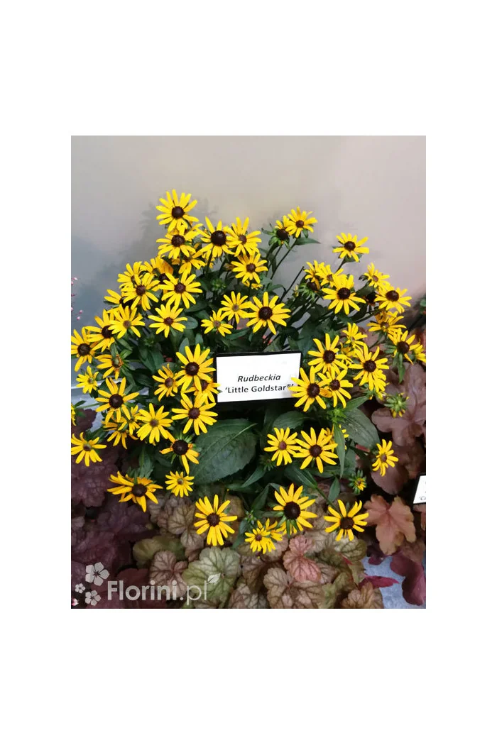 Rudbekia 'Forever Gold' Rudbeckia fulgida