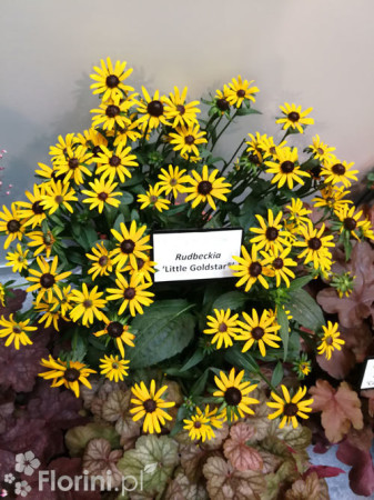 Rudbekia 'Forever Gold' Rudbeckia fulgida