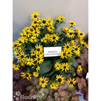 Rudbekia 'Forever Gold' Rudbeckia fulgida