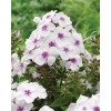 Floks wiechowaty 'Famous White with Eye' | Phlox panniculata
