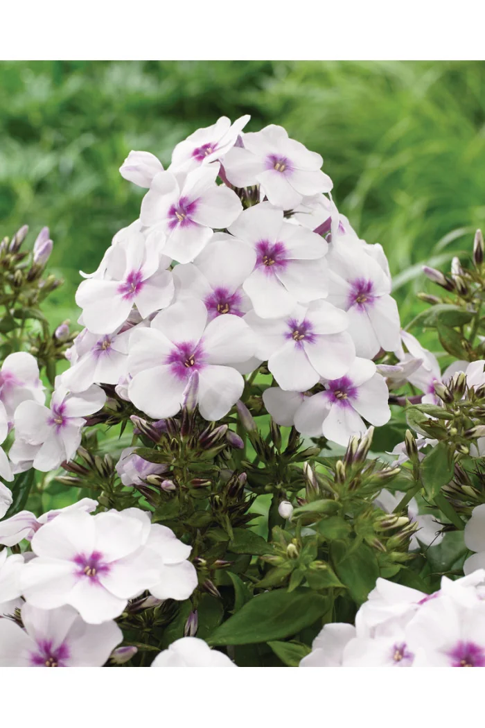 Floks wiechowaty 'Famous White with Eye' | Phlox panniculata