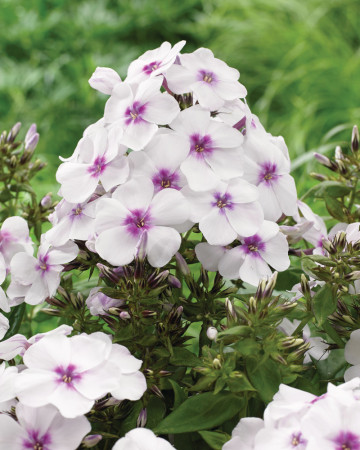 Floks wiechowaty 'Famous White with Eye' | Phlox panniculata