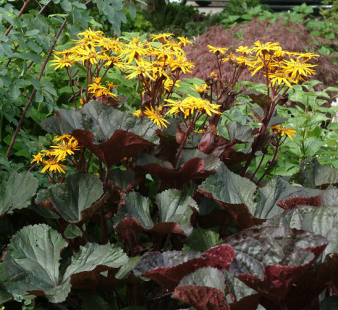 Języczka 'Osiris Fantaisie' Ligularia
