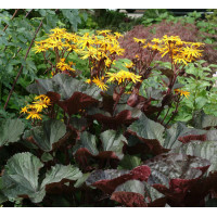 Języczka 'Osiris Fantaisie' Ligularia