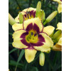 Liliowiec 'El Desperado' | Hemerocallis