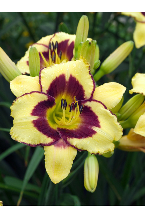 Liliowiec 'El Desperado' | Hemerocallis