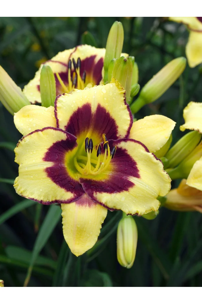 Liliowiec 'El Desperado' | Hemerocallis