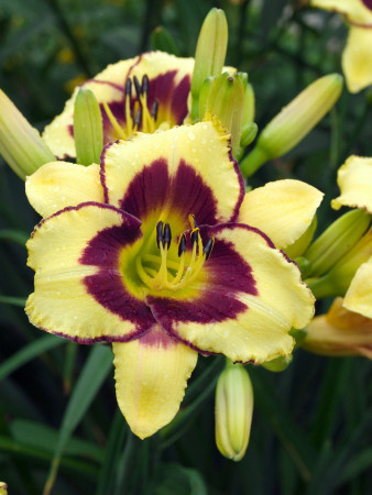 Liliowiec 'El Desperado' | Hemerocallis