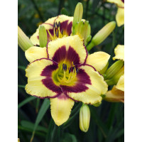 Liliowiec 'El Desperado' | Hemerocallis