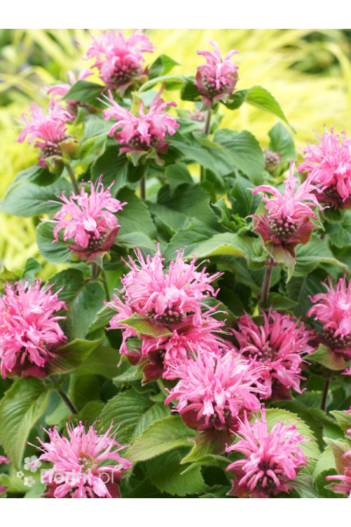 Pysznogłówka 'Bee Lieve' | Monarda