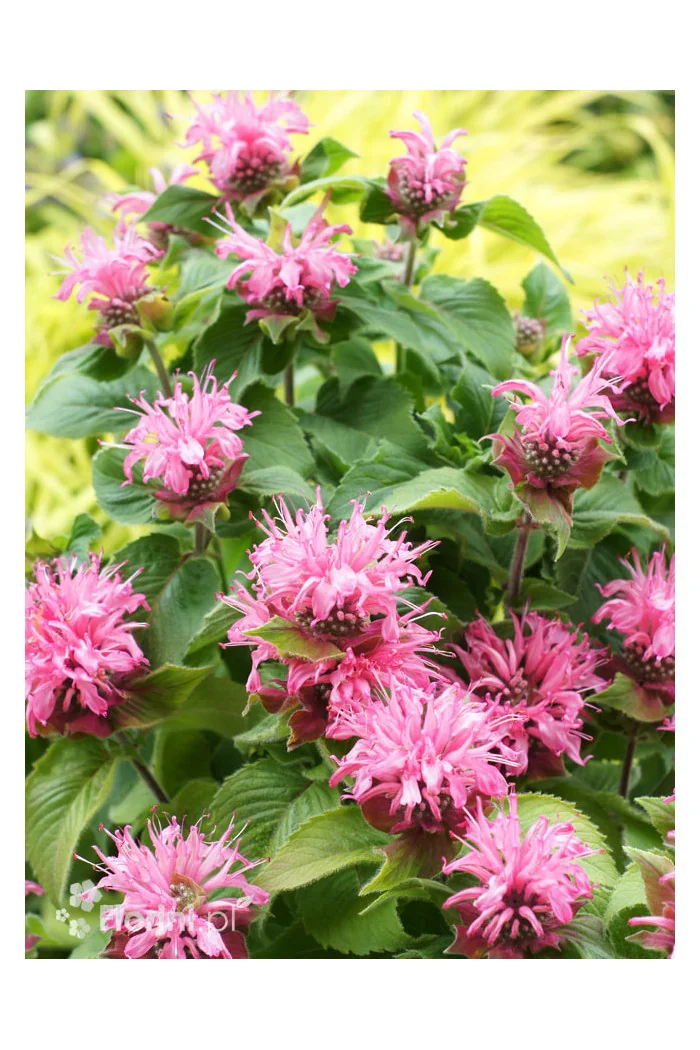 Pysznogłówka 'Bee Lieve' | Monarda