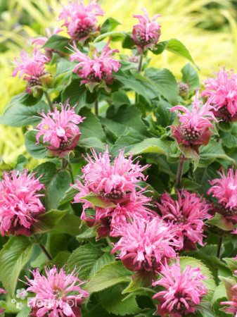 Pysznogłówka 'Bee Lieve' | Monarda