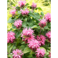 Pysznogłówka 'Bee Lieve' | Monarda