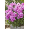 Floks wiechowaty 'Fondant Fancy' Phlox panniculata