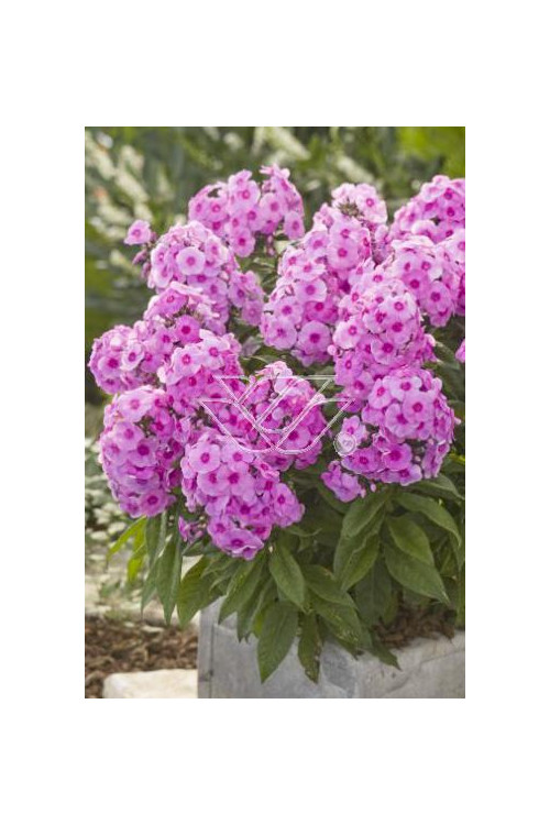 Floks wiechowaty 'Fondant Fancy' Phlox panniculata