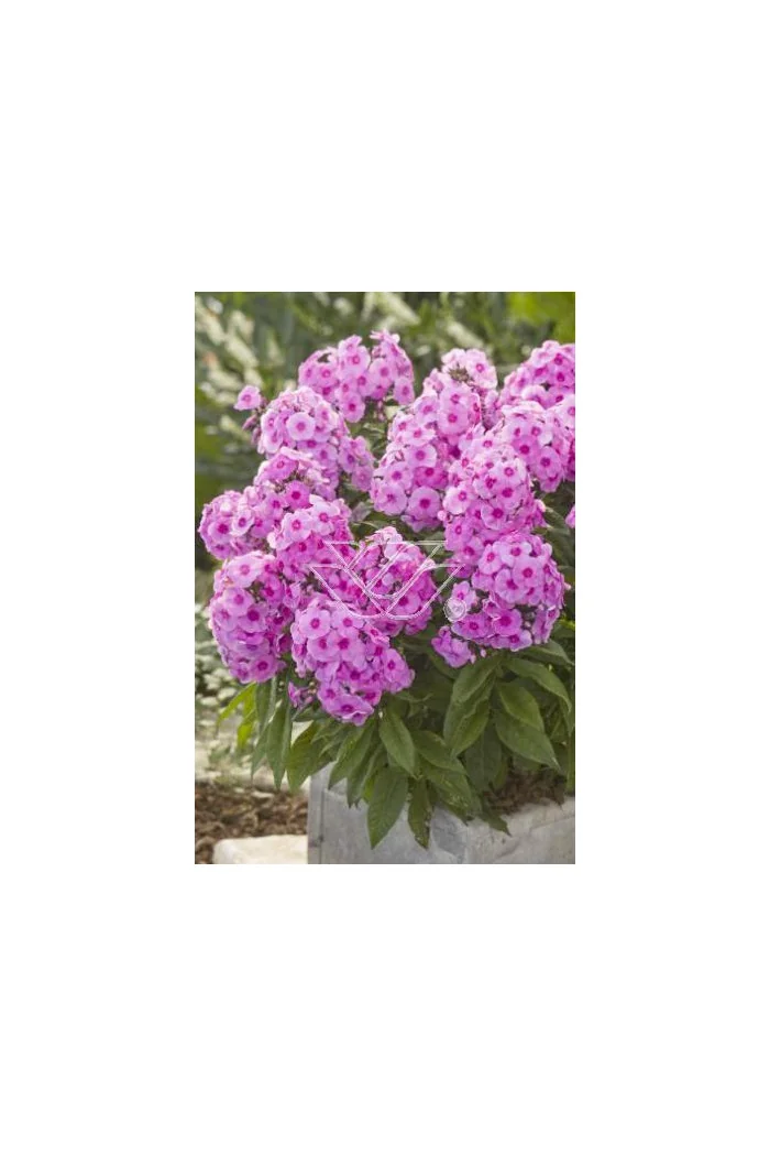 Floks wiechowaty 'Fondant Fancy' Phlox panniculata