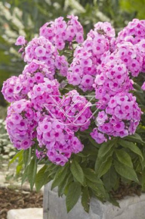 Floks wiechowaty 'Fondant Fancy' Phlox panniculata