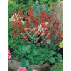 Żurawka krwista 'Coral Forest' Heuchera sanguinea