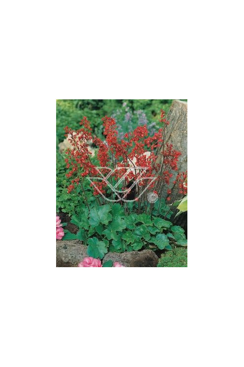 Żurawka krwista 'Coral Forest' Heuchera sanguinea
