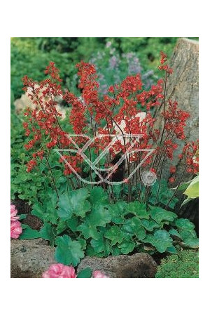 Żurawka krwista 'Coral Forest' Heuchera sanguinea