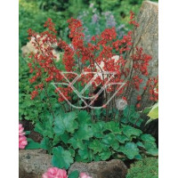 Żurawka krwista 'Coral Forest' Heuchera sanguinea