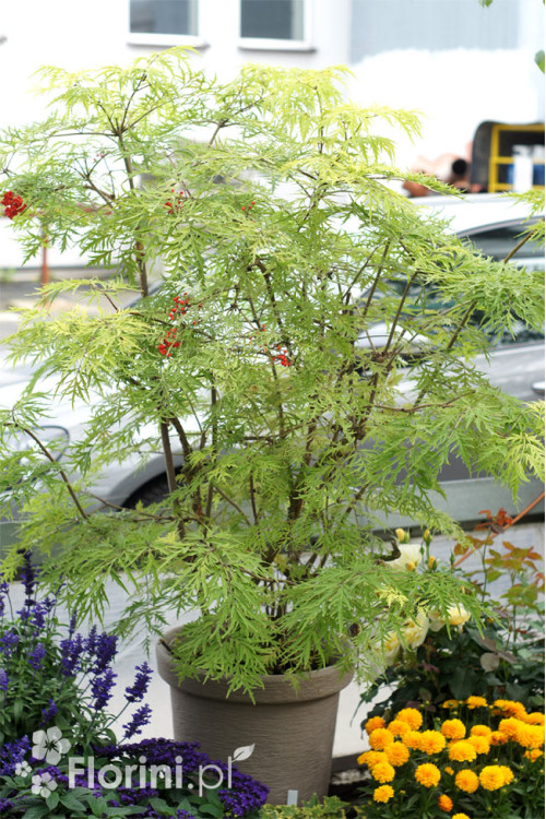 Bez koralowy 'Sutherland Gold' | Sambucus racemosa