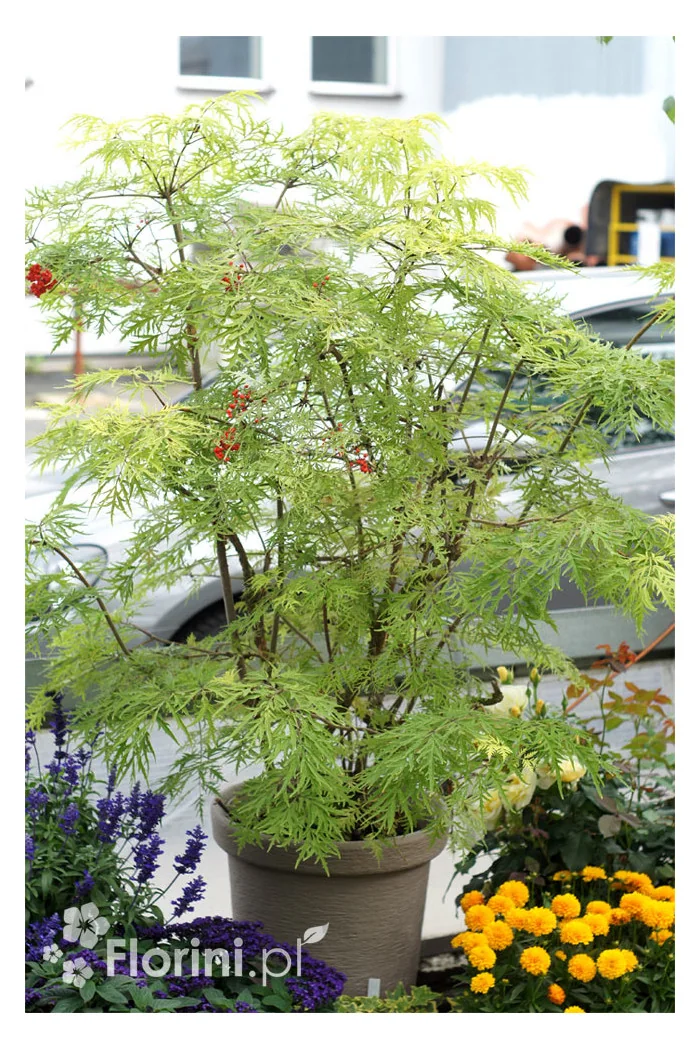 Bez koralowy 'Sutherland Gold' | Sambucus racemosa