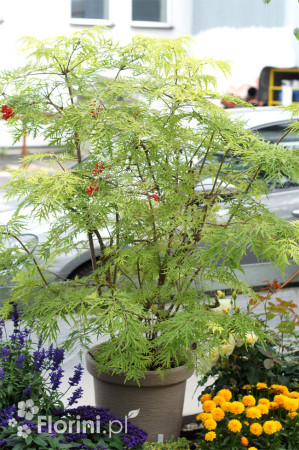 Bez koralowy 'Sutherland Gold' | Sambucus racemosa